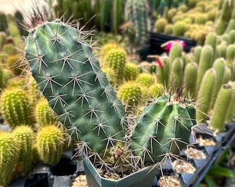 Scarlet Hedgehog Multi-Arm XL (Echinocereus Coccineus) Kingcup Cactus -30 Cold Hardy Ruby Red Flower Mogollon Rim Arizona Claretcup