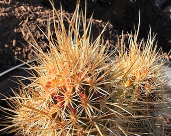 Echinocereus Hybrid Nicholii X Engelmannii (Golden Hedgehog) Flowering Size! Spring Flowers Native Plant Silver Bell Mountains Arizona