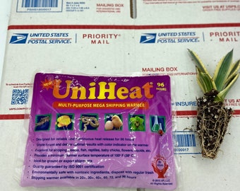 96Hr UniHeat Heat Packs + Priority Mail SHIPPING UPGRADE For Cactus Succulents Purchased From Arizona Cactus Growers