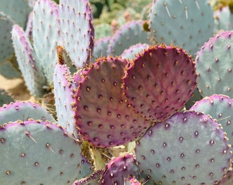 Opuntia Gosseliniana (Violet Prickly Pear) Pure Yellow Flowers Succulent Low Desert Landscape Gardening Drought Tolerant Full Sun Tough