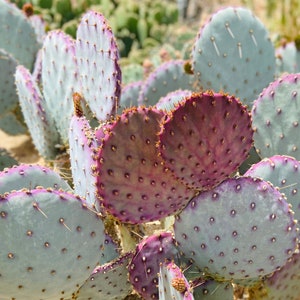 Opuntia Gosseliniana (Violet Prickly Pear) Pure Yellow Flowers Succulent Low Desert Landscape Gardening Drought Tolerant Full Sun Tough