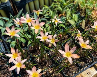 Zephyranthes X 'Prairie Sunset' (Bulbs) Peach Rain Lily Hybrid Cold Hardy 0 Degrees Tough Glossy Belt Strap Green Leafs Flowering Bulb