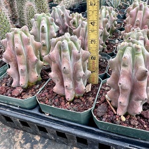 Stenocereus Beneckei Rare (GHOST WHITE) BOOBIE Live Cactus Plant Rooted Cutting Established