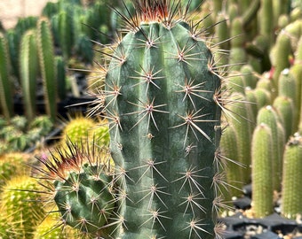 Scarlet Hedgehog Miniature Specimen (Echinocereus Coccineus) Kingcup Cactus -30 Cold Hardy Ruby Red Flower Mogollon Rim Arizona Claretcup