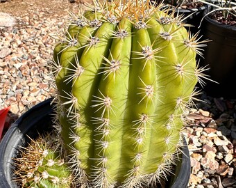 Echinopsis Candicans (Argentine Giant) WITH ARM Live Cactus Plant Rooted Established Hardy 20 Degrees XXL White Flowers