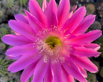 Echinopsis Hybrid (Maria Piazza) Schick Hybrid Easter Lily Cactus Planta Viva Decoración Suculenta Patio Jardín Suculentas