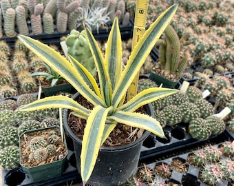 Agave Murpheyi "Rodney" (Variegated Agave) Murphy Agave Tough Well Established Easy to Grow Drought Tolerant