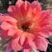 see more listings in the Trichocereus/Echinopsis  section