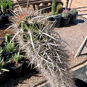 Stenocereus Eruca (Walking Cactus) XXL Specimen Creeping Devil Live Cactus Drought Tolerant Baja Mexico