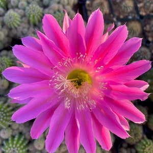 Maria Piazza Easter Lily Cactus: Echinopsis Hybrid, Magenta Blooms