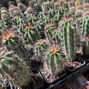 Claret cup Hedgehog Cactus (Echinocereus Triglochidiatus) Kingcup Cactus -30 Cold Hardy Ruby Red Flower Mogollon Rim Arizona