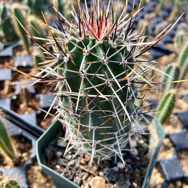 Echinocereus Fendleri var. Fasciculatus (Pinkflower Hedgehog Cactus) -15 Cold Hardy New Mexico Form