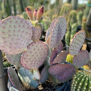 Opuntia Violacea (Lavender Prickly Pear) COLD HARDY 0 Degrees Low Desert Landscape Gardening Drought Tolerant Full Sun Container Plant