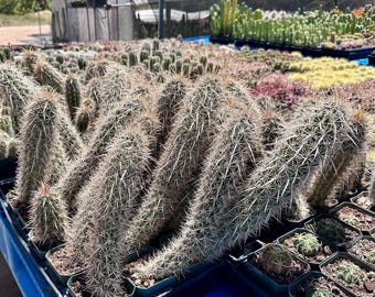 Stenocereus eruca (diablo rastrero) — Cactus rastrero raro, espinas blancas fantasmales, cultivado en patios de Arizona.