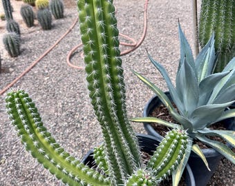 Stenocereus stellatus — Tallos que cambian de color, de púrpura-bronce a verde, floración nocturna, Arizona