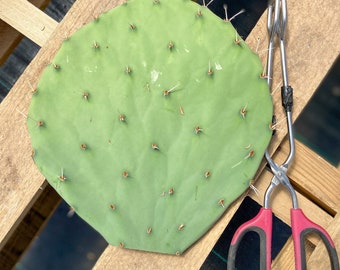 Opuntia Robusta (Giatantic Nopal) Prickly Pear Pad CUTTING Red Tuna Fruit Cactus Yellow Spring Flowers