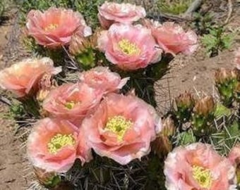 Opuntia Rhodantha 'Grand Mesa Peach' Prickly Pear Double Flowers Cold Hardy -20 Degrees