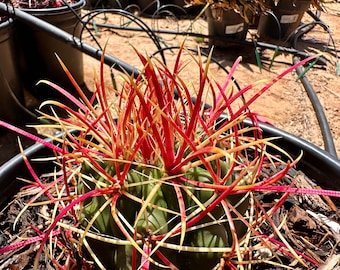Ferocactus Acanthodes (California Barrel) Barrel Cactus Blood Red Moisture Activated Spines Native Desert Barrel Full Sun Drought Tolerant