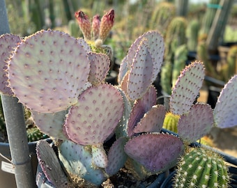 Opuntia Violacea (Lavender Prickly Pear) COLD HARDY 0 Degrees Low Desert Landscape Gardening Drought Tolerant Full Sun Container Plant