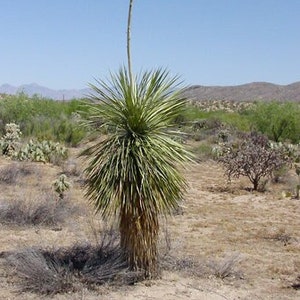 Soaptree Yucca (Yucca Elata) Live Plant Cold Hardy Silvery Filament Seedling Grown Sonoran Desert Arizona Grown Miniature Tree Live Plant