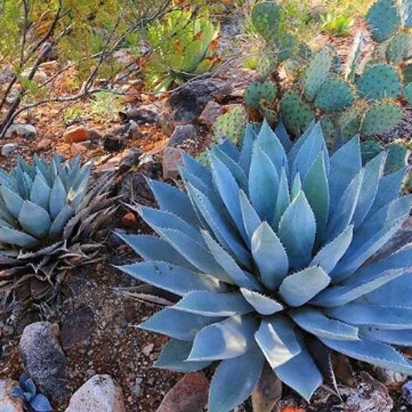 Agave Parryi (Parry's Agave) Cold Hardy 0 Degrees Tortilla Flat AZ Live Plant Compact Container Succulent Garden Dish Native Plants