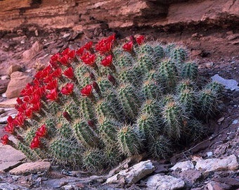 Cactus hérisson bordeaux (Echinocereus triglochidiatus) Cactus Kingcup -30 résistant au froid Ruby Red Flower Mogollon Rim Arizona