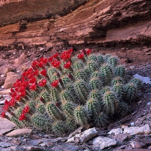 Claret cup Hedgehog Cactus (Echinocereus Triglochidiatus) Kingcup Cactus -30 Cold Hardy Ruby Red Flower Mogollon Rim Arizona