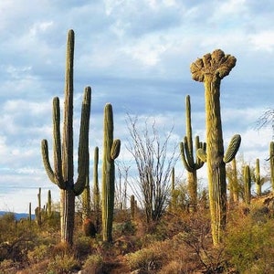 Giant Arizona (Saguaro) Carnegiea Gigantea Cactus Live Plant Well Rooted Established Nursery Seedling Grown