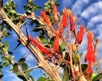 RARE (Palo Adan) Ocotillo Cuttings Fouquieria Diguetii Cold Hardy 20 Degrees NEW Vigorous Growth Red Flowers Spring Hummingbird Magnet