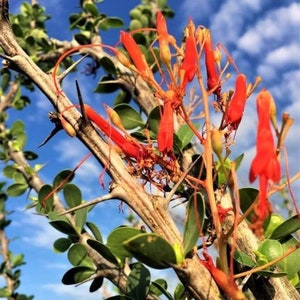 RARE (Palo Adan) Ocotillo Cuttings Fouquieria Diguetii Cold Hardy 20 Degrees NEW Vigorous Growth Red Flowers Spring Hummingbird Magnet