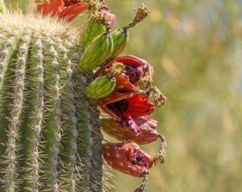 Giant Arizona Saguaro (Seeds) Carnegiea Gigantea Cactus Summer Monsoon Collection Live Plant Cacti Seed