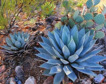 Agave Parryi (Parry's Agave) Cold Hardy 0 Degrees Tortilla Flat AZ Live Plant Compact Container Succulent Garden Dish Native Plants