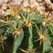 see more listings in the Ferocactus section