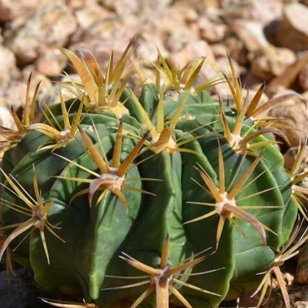 Ferocactus Flavispinus (Gold Devils Tongue) Devil's Tongue Live Cactus Barrel Cactus