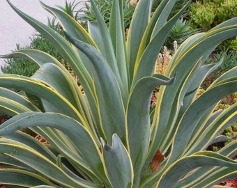 Agave Desmetiana 'Variegata' (Variegated Smooth Agave) Etsy Agave Plant Gifts Live Plant Compact Container Succulent Garden Dish