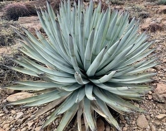 Chaparral Yucca (hesperoyucca Whipplei) – Silver-blue Rosettes