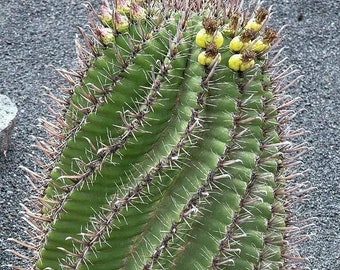 Ferocactus Herrerae (Twisted Barrel) Wide Twisty Ribs Big Spines Showy Yellow Flowers Spring Baja Mexico Sinaloa Sonora Barrel Cactus