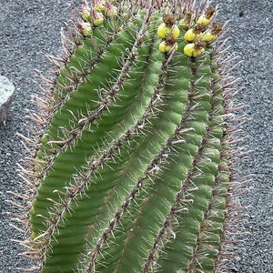 Ferocactus Herrerae: Twisted Barrel Cactus with Showy Yellow Flowers