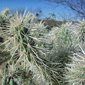 Jumping Cholla (White Form) RARE Starters Jumping Cactus Plant Drought Tolerant Low Desert Landscaping Miniature Saguaro White Spine