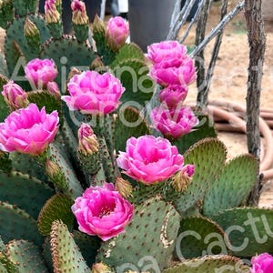 Opuntia &#39;Beaver-Rita&#39; (Santa-Rita x Basilaris) Magenta Pink Flowers Succulent Low Desert Landscape Gardening Drought Tolerant Full Sun Tough