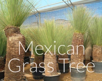 Dasylirion Longissimum (Mexican Grass Tree) Toothless Sotol Trunk Forming Chihuahuan Mexican Desert 4 Leaf Sides Longleaf Sotol