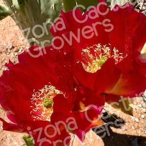 May include: Close-up of two bright red prickly pear cactus flowers in bloom. The flowers have a yellow center with pollen and are surrounded by green cactus pads.