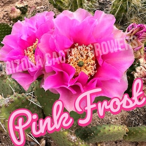 Opuntia &#39;Pink Frost&#39; Prickly Pear Pad Cutting - Cold Hardy Hybrid