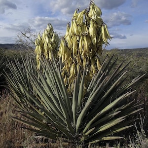 Banana Yucca Plant: Cold Hardy, Fragrant Blooms