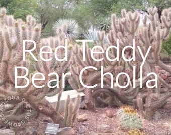 Opuntia x Campii Hybrid (Red Teddy Bear Cholla) RARE! Jumping Cactus Prickly Pear Drought Tolerant Low
