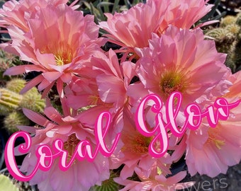 Könnte beinhalten: Nahaufnahme einer rosa Kaktusblüte mit dem Text "Coral Glow" und "Arizona Cactus Growers" in rosa Schrift.