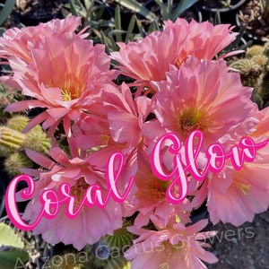 Trichocereus X &#39;Coral Glow&#39; Hybrid Pastel Salmon Pink Hues Infused Cactus Flower Color Live Cactus Plant Rooted Hardy 20 Degrees XXL Flowers