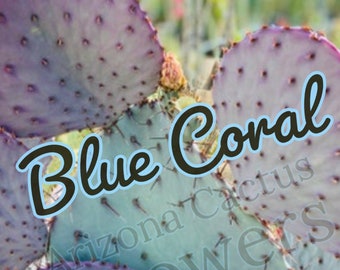 Prickly Pear Hybrid (Blue Coral) Purple Crested Monstrose Violet New Growth  Opuntia Pad Cuttings Opuntia Macrocentra