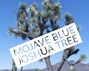 Joshua Tree (Yucca Brevifolia) "Mojave Blue" Live Tree Mojave Desert Arizona Grown Miniature Tree Live Plant