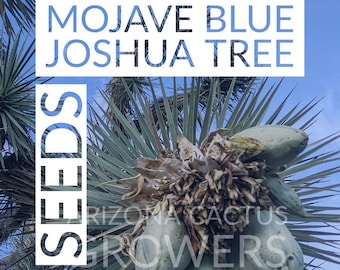 Joshua Tree Seeds Yucca Brevifolia "Mojave Blue" Free Shipping